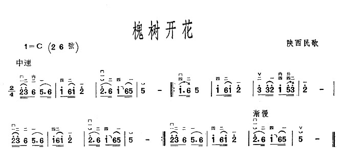 槐树开花